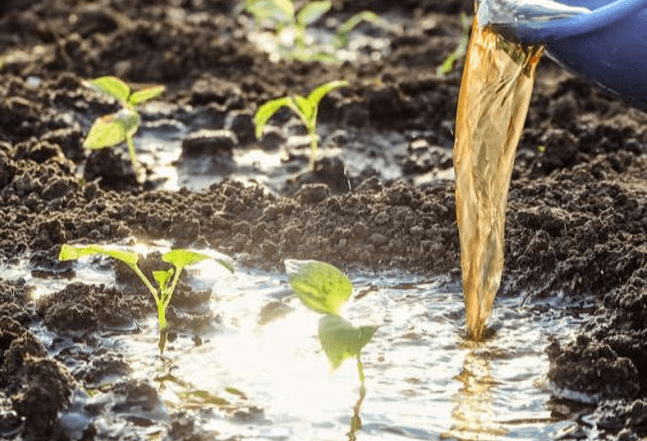 <a href=http://m.wd888.cn/mcy/ target=_blank class=infotextkey>木醋液</a>對農(nóng)作物改良土壤圖